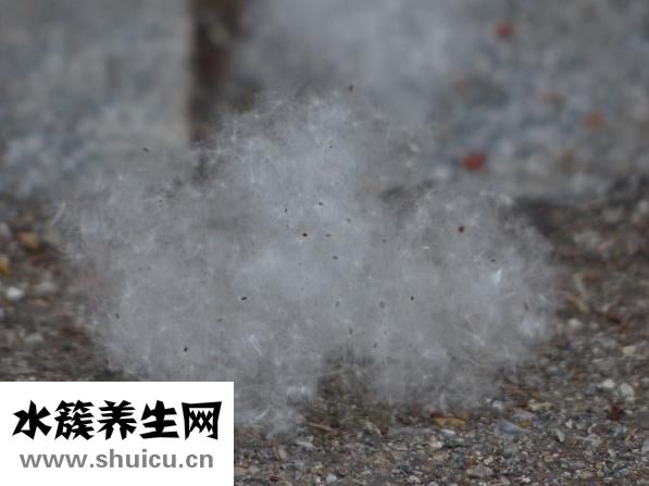 新癀片治療痛風