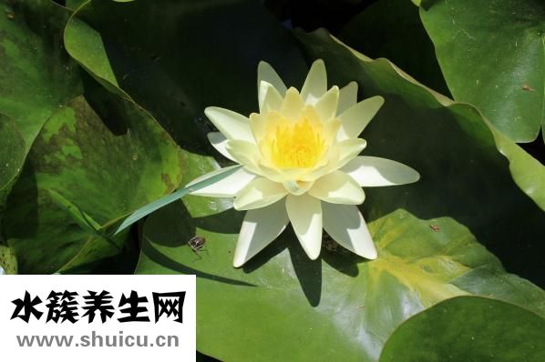 孕婦可以吃西梅