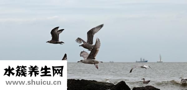 吃海虹的好處跟壞處