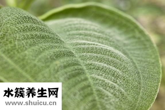 剃胎毛有什么講究