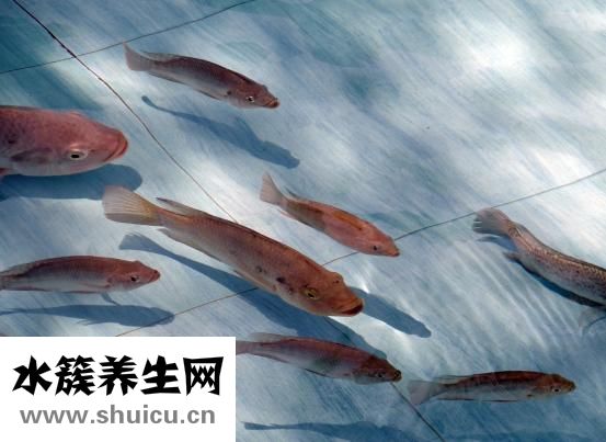 孕婦可以吃帶魚嗎