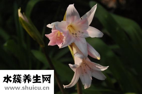 五維賴氨酸口服液