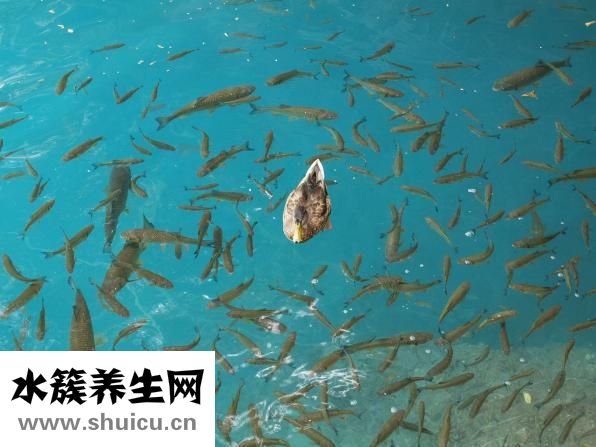 孕婦可以吃帶魚嗎