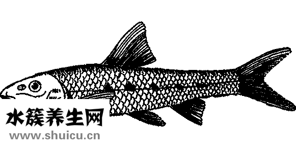 孕婦可以吃帶魚嗎