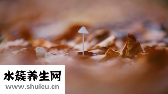 孕婦可以吃田雞嗎