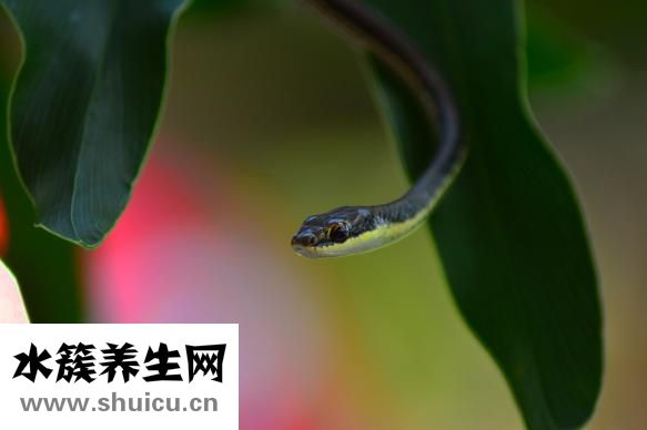 孕婦夢(mèng)到好多蛇