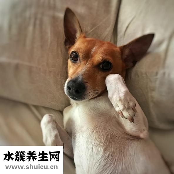 晚上可以吃紅薯嗎