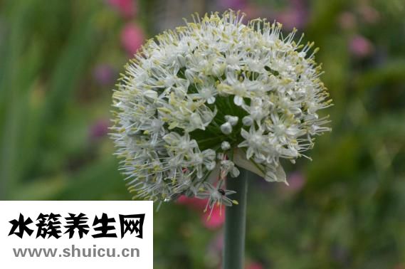 孕婦能不能吃韭菜