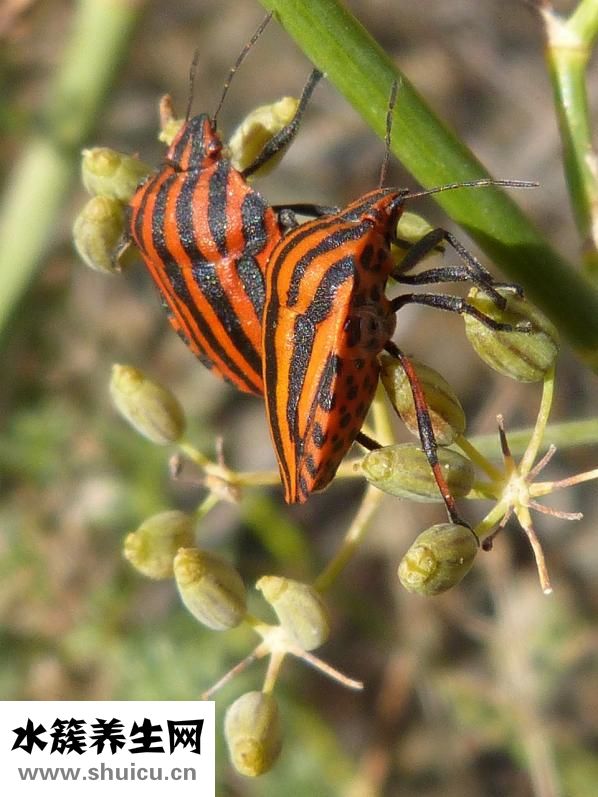 墨旱蓮的功效與作用