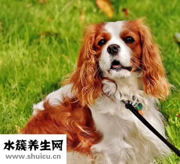 微波爐可以蒸雞蛋嗎