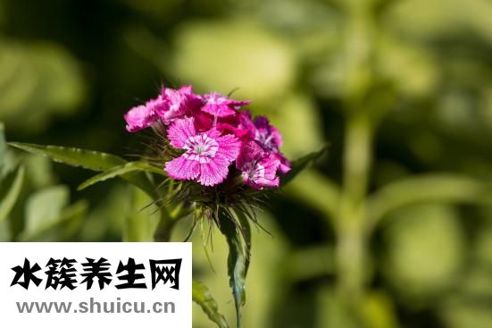 什么是內分泌失調