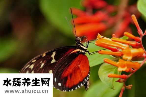 下肢動脈粥樣硬化