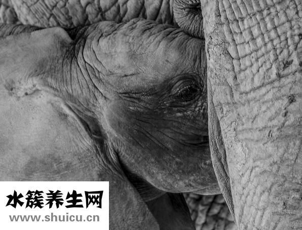 孕婦能吃米酒嗎