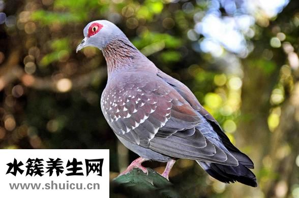 孕婦能吃鴿子湯嗎