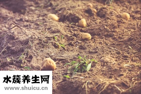 土豆中毒的癥狀