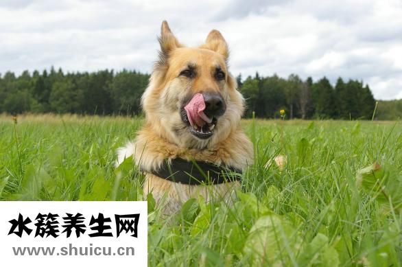 孕婦可以吃螺螄粉