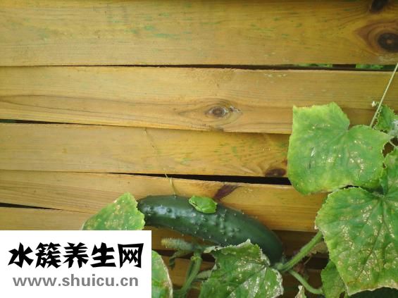 上海青怎么炒好吃