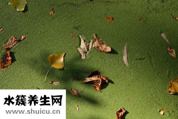 怎樣恢復胰島素功能