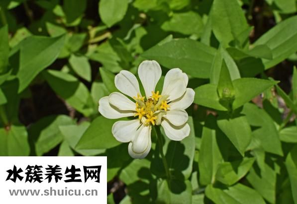 小便有白色渾濁物