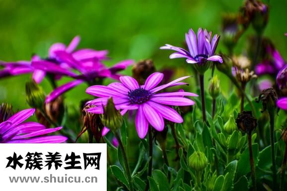 孕婦可以吃香瓜嗎