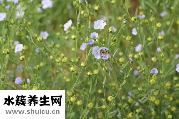 亞麻籽油膠囊