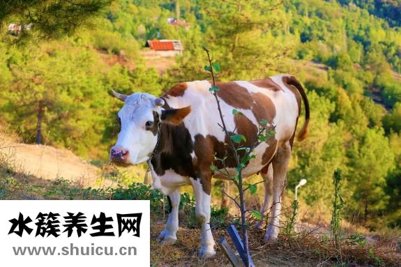 一歲半寶寶奶量