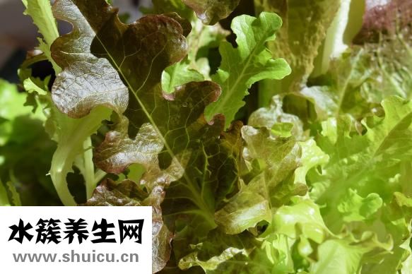 孕婦能吃八爪魚嗎