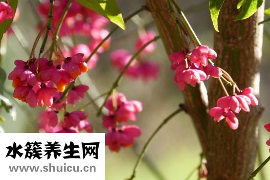 衛矛的功效與作用