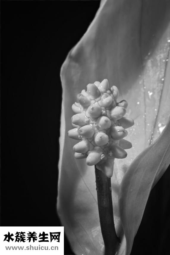 雙腔減壓無痛人流