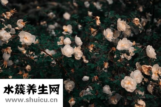 小青柑屬于什么茶