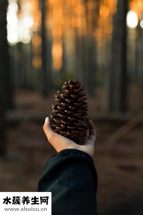 山藥粉的功效與作用