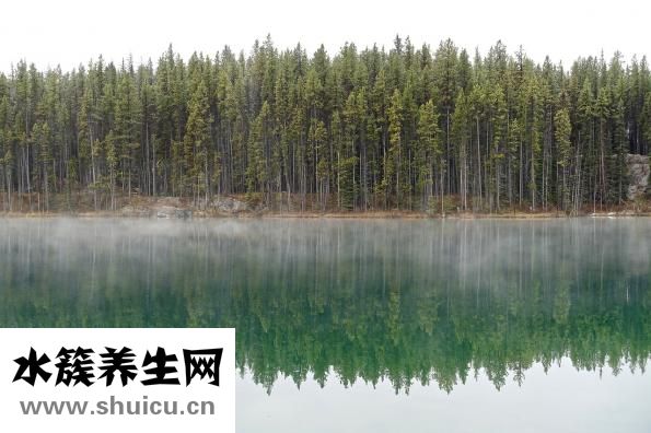 雙歧桿菌的作用