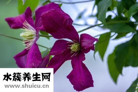 威靈仙的作用與功效