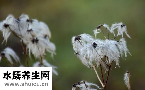 威靈仙的作用與功效