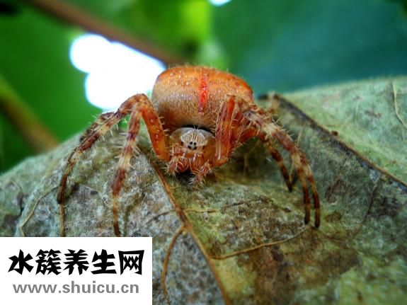 四環(huán)素類藥物