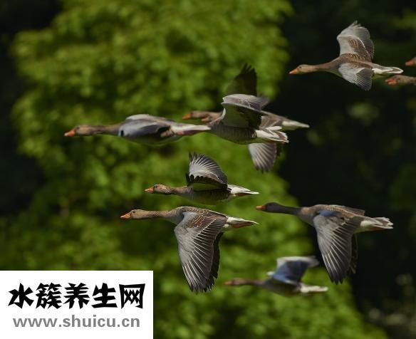 孕早期能吃西瓜嗎