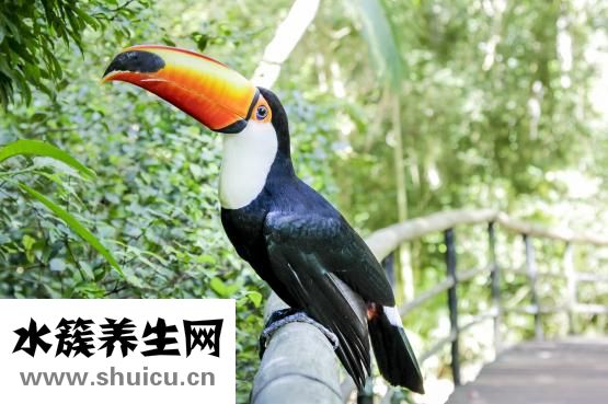 小米山藥紅棗粥