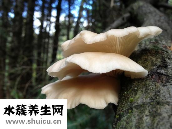 喜炎平的作用與功效