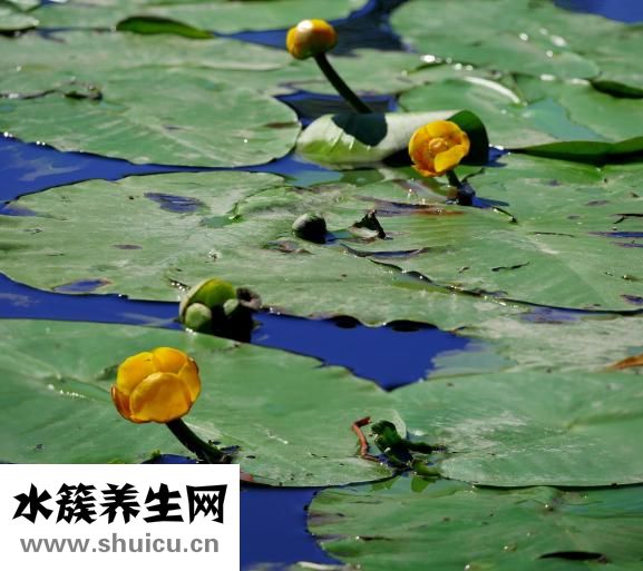 心臟傳導(dǎo)阻滯