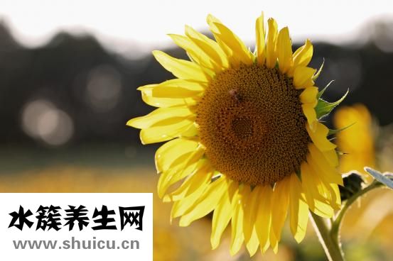 怎么判斷是不是水痘