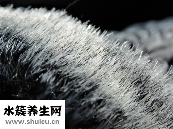 吃韭菜可以壯陽嗎