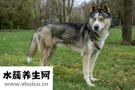 嬰兒正常大便圖片