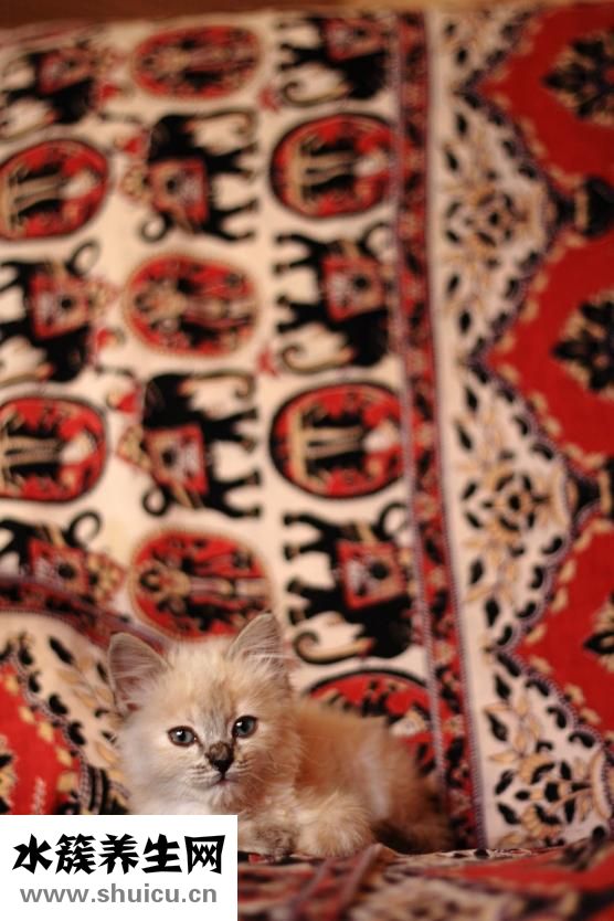 嬰兒正常大便圖片