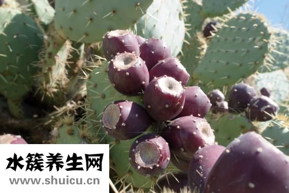 生山藥可以吃嗎