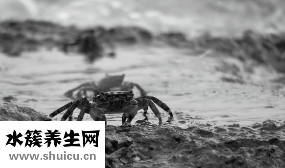 螃蟹煮多久可以吃