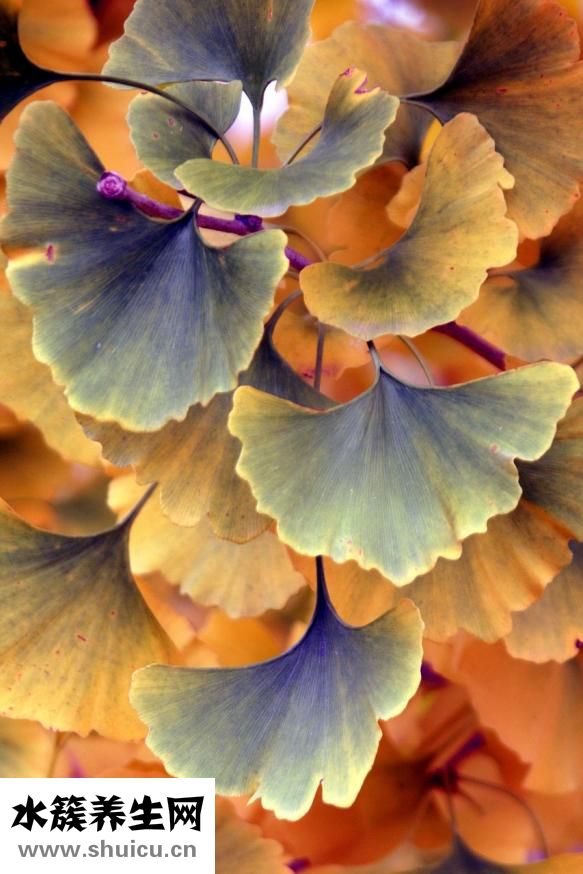 腰果多少錢(qián)一斤