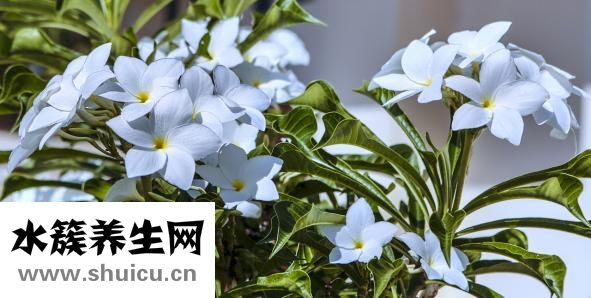 茉莉的功效與作用