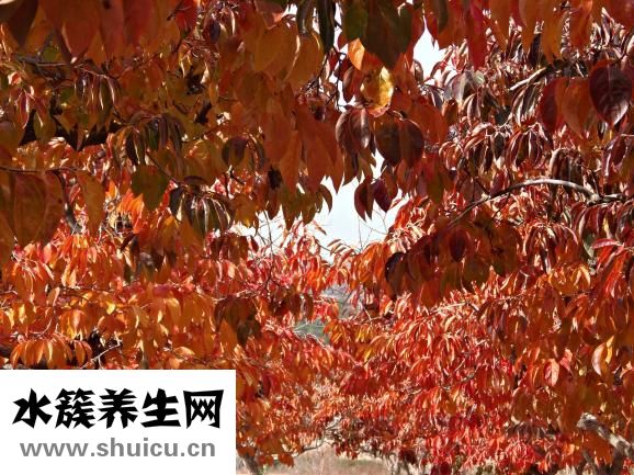 溫性蔬菜有哪些