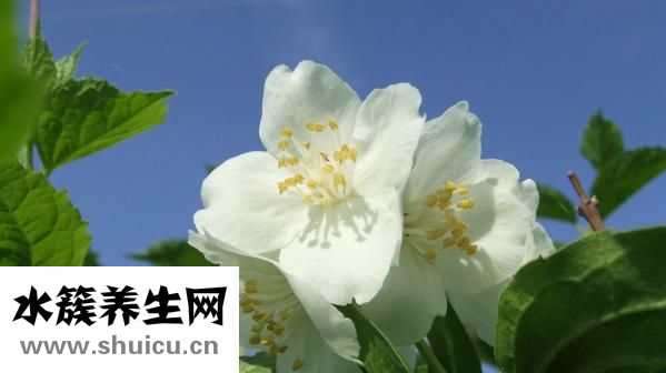 茉莉的功效與作用