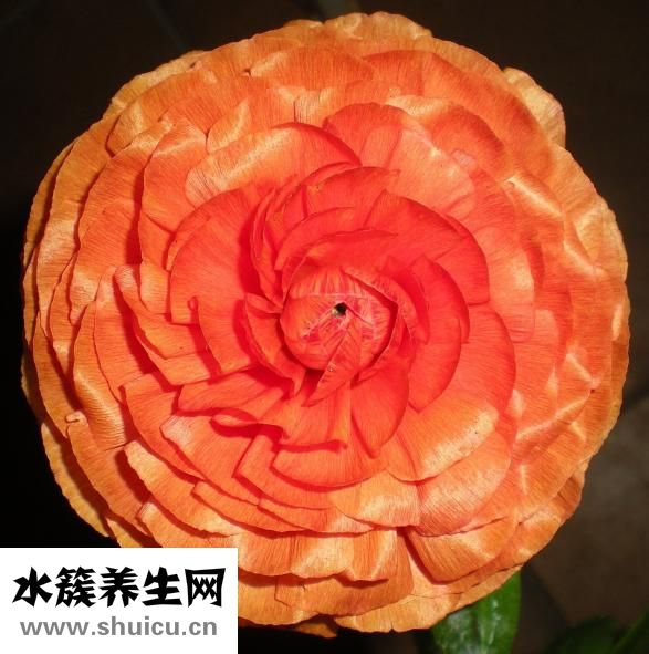 沙田柚的功效與作用